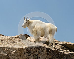 Mountain Goat Oreamnos americanus against a blue sky in Colorado