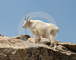 Mountain Goat Oreamnos americanus against a blue sky in Colorado photo