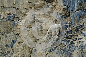 Mountain goat Oreamnos americanus climbing on a small ledge