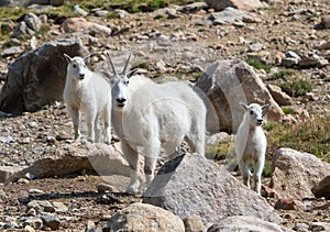 A Mountain Goat Oreamnos americanus female and two kids near t