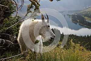 Mountain Goat Oreamnos Americanus Glacier National Park Montana USA