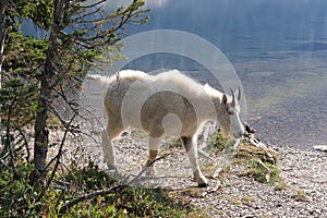 Mountain Goat Oreamnos Americanus Glacier National Park Montana USA