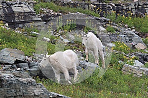 Mountain Goat Oreamnos Americanus Glacier National Park Montana USA