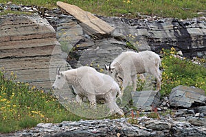 Mountain Goat Oreamnos Americanus Glacier National Park Montana USA