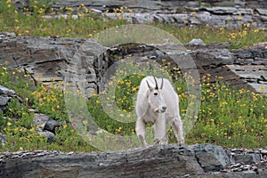 Mountain Goat Oreamnos Americanus Glacier National Park Montana USA