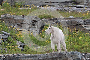 Mountain Goat Oreamnos Americanus Glacier National Park Montana USA