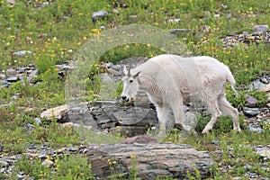 Mountain Goat Oreamnos Americanus Glacier National Park Montana USA