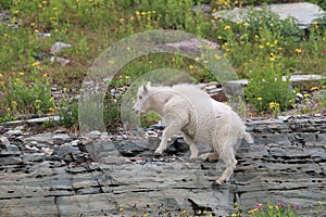 Mountain Goat Oreamnos Americanus Glacier National Park Montana USA