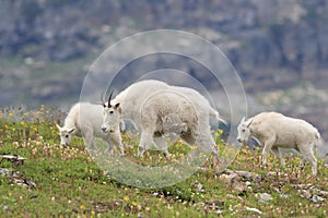 Mountain Goat Oreamnos Americanus Glacier National Park Montana USA