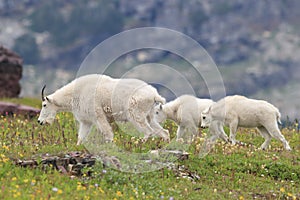 Mountain Goat Oreamnos Americanus Glacier National Park Montana USA