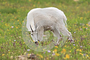 Mountain Goat Oreamnos Americanus Glacier National Park Montana USA