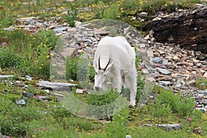 Mountain Goat Oreamnos Americanus Glacier National Park Montana USA