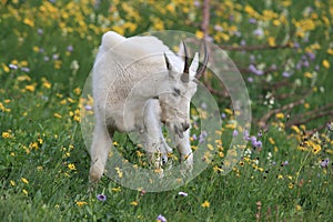 Mountain Goat Oreamnos Americanus Glacier National Park Montana USA