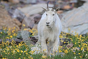 Mountain Goat Oreamnos Americanus Glacier National Park Montana USA