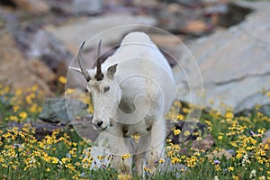 Mountain Goat Oreamnos Americanus Glacier National Park Montana USA