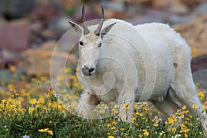 Mountain Goat Oreamnos Americanus Glacier National Park Montana USA