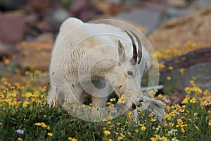 Mountain Goat Oreamnos Americanus Glacier National Park Montana USA