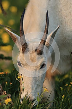 Mountain Goat Oreamnos Americanus Glacier National Park Montana USA