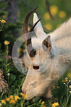 Mountain Goat Oreamnos Americanus Glacier National Park Montana USA