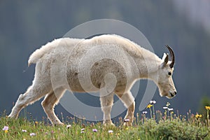 Mountain Goat Oreamnos Americanus Glacier National Park Montana USA