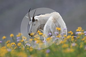 Mountain Goat Oreamnos Americanus Glacier National Park Montana USA