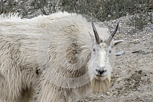 Mountain Goat (Oreamnos americanus) at Kootenay National Park