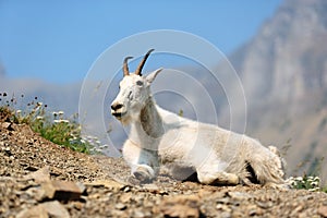 Mountain goat, Oreamnos Americanus, laying on the ground.