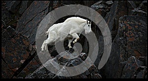 Mountain goat (Oreamnos americanus) navigating steep, rocky terrain. Its white fur photo