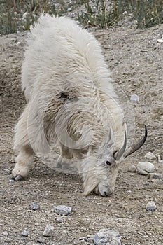 Mountain Goat (Oreamnos americanus) in the Rocky Mountains