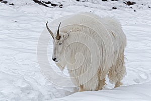 The mountain goat Oreamnos americanus walks