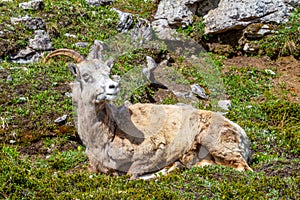 Mountain Goat on Parker Ridge in Canadian Rockies