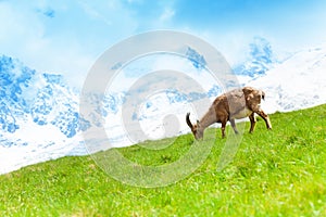 Mountain goat in the pasture