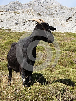 Mountain goat in Picos de Europa, Asturias