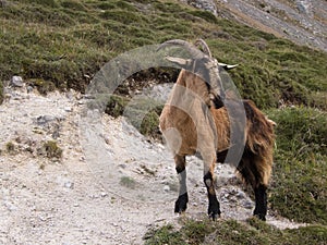 Mountain goat in Picos de Europa, Asturias photo