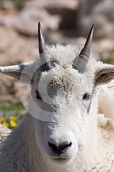 Mountain Goat Portrait