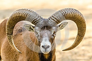 Mountain Goat Portrait