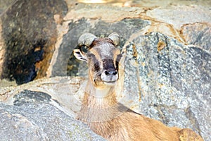 Mountain Goat Portrait