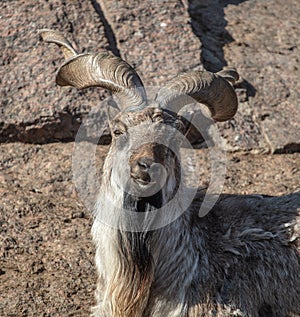 Mountain goat portrait in nature.