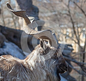 Mountain goat portrait in nature.