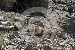 Mountain Goat Portrait in a zoo
