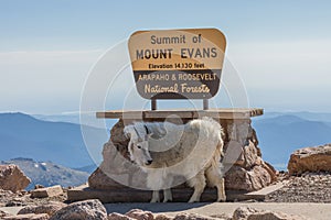 Mountain Goat Posing on Mountain Evans Colorado