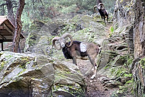 Mountain goat posing