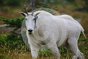 Mountain Goat with radio collar