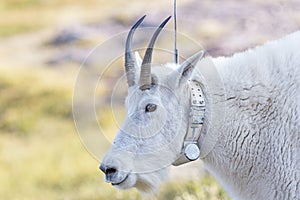 Mountain Goat with a Radio tracking Collar