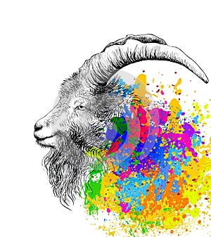 Mountain goat, ram, ibex, stag, aries head portrait. Vector illustration