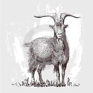 Mountain goat, ram, ibex, stag, aries head portrait. Vector illustration
