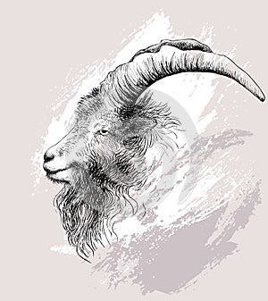 Mountain goat, ram, ibex, stag, aries head portrait. Vector illustration