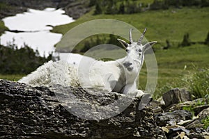 Mountain goat reclining on rocks in Glacier National Park