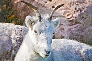 Mountain Goat Resting