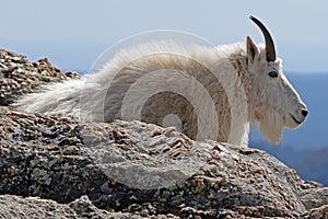 Mountain Goat resting on top of Harney Peak overlooking the Black Hills of South Dakota USA